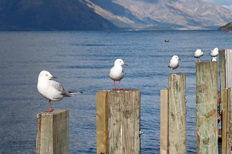 2007 03 25 Queenstown 012_DXO.jpg